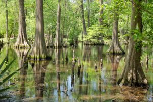 Trees that Grow by Water