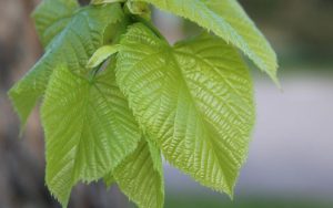 Trees with oval leaves