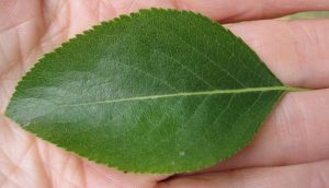 Trees with oval leaves