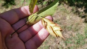 Tree with hop like Flowers