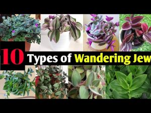 Types of wandering jew plants