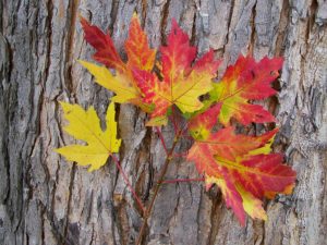silver maple bark