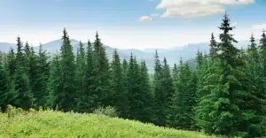 Colorado trees
