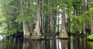 Trees that Grow in Water