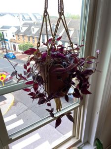 How to make wandering jew bushy?