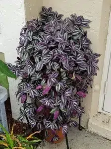 Arrowhead plant
