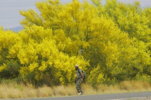 Palo Verde Trees