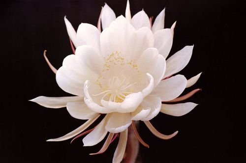 Queen of the Night Flower