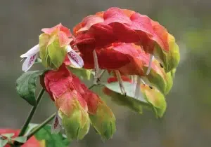 shrimp plant