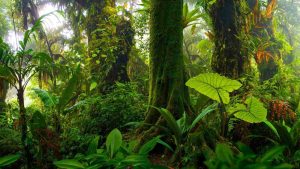Tropical rainforest plants