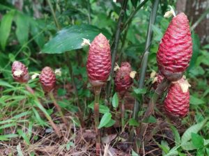 Awapuhi Plant