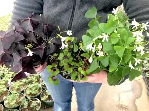 Shamrock plant
